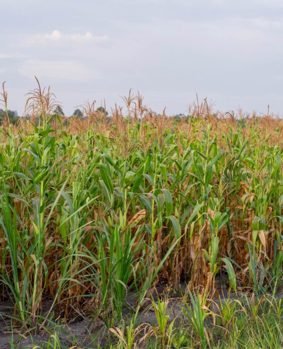 Farmer Training & Education