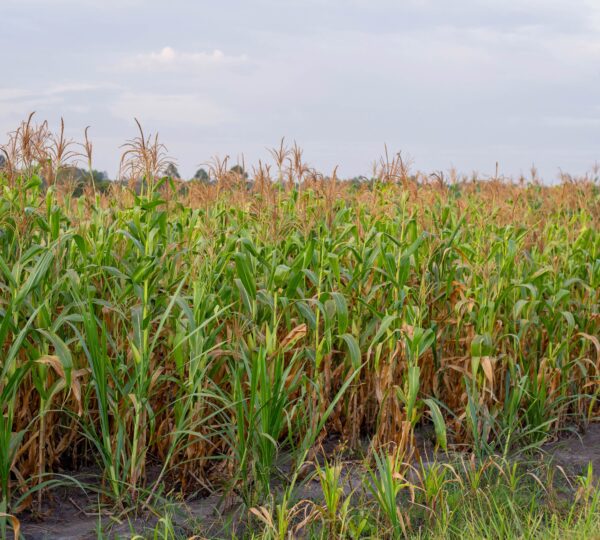 Farmer Training & Education