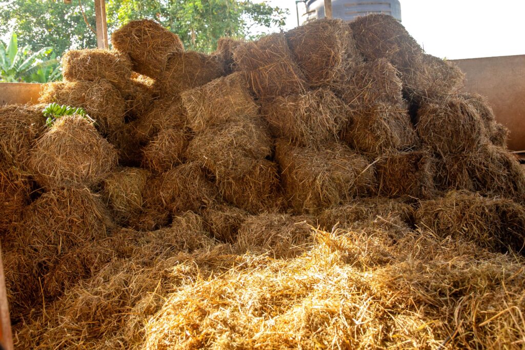 Silage and Hay Production